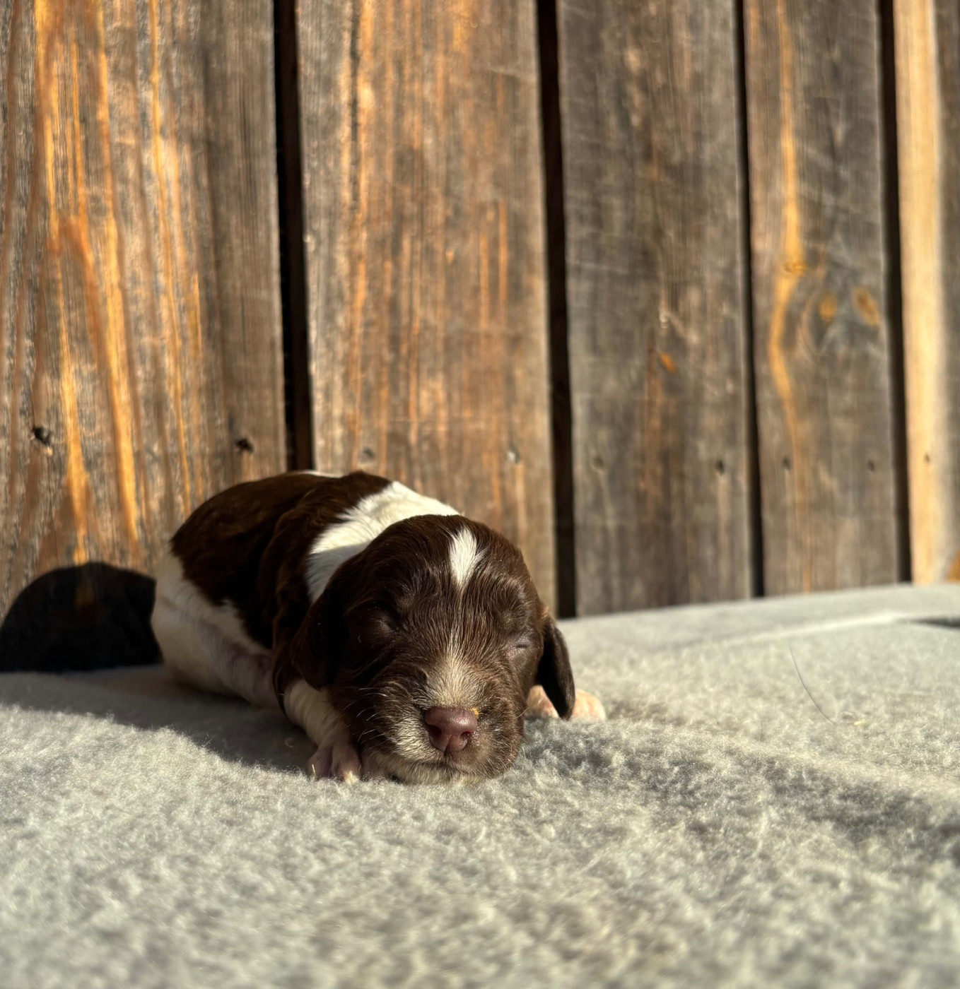 du chemin des cavaliers - Chiots disponibles - English Springer Spaniel