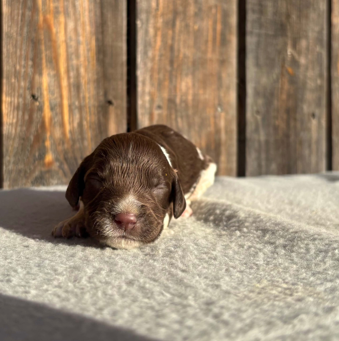 du chemin des cavaliers - Chiots disponibles - English Springer Spaniel