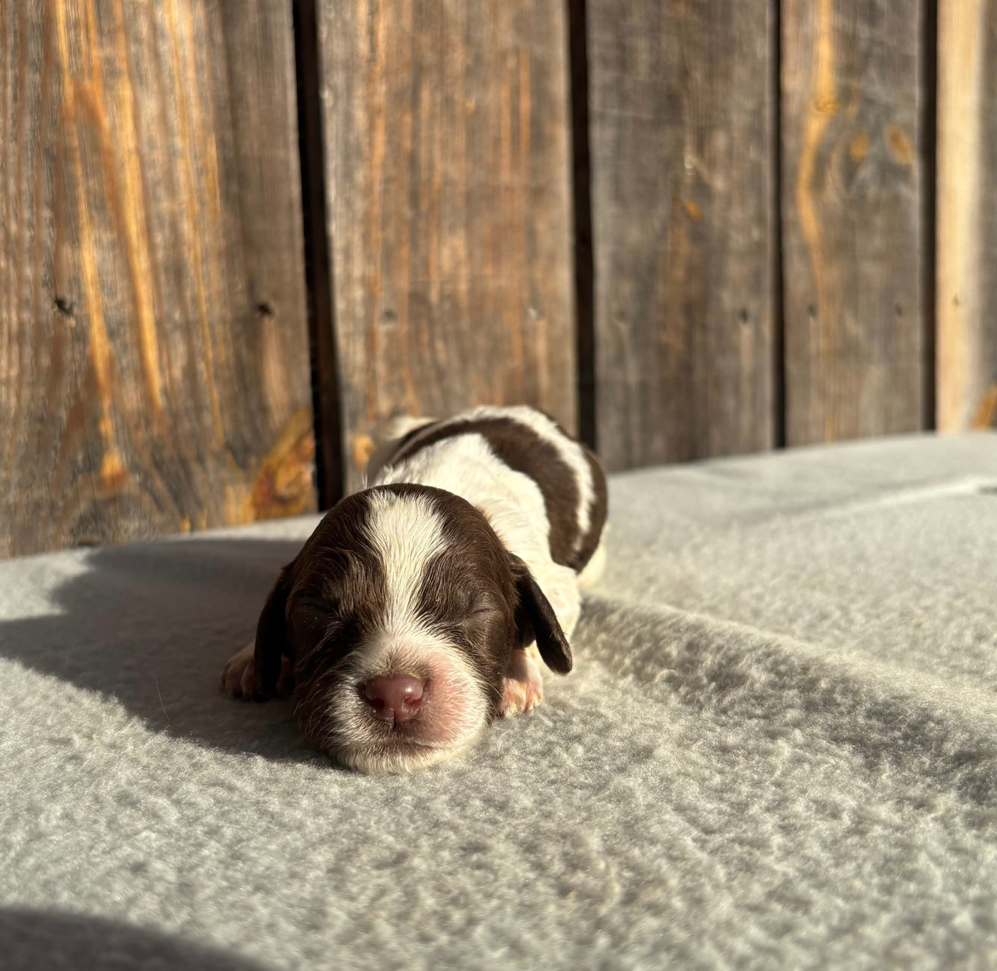 du chemin des cavaliers - Chiots disponibles - English Springer Spaniel