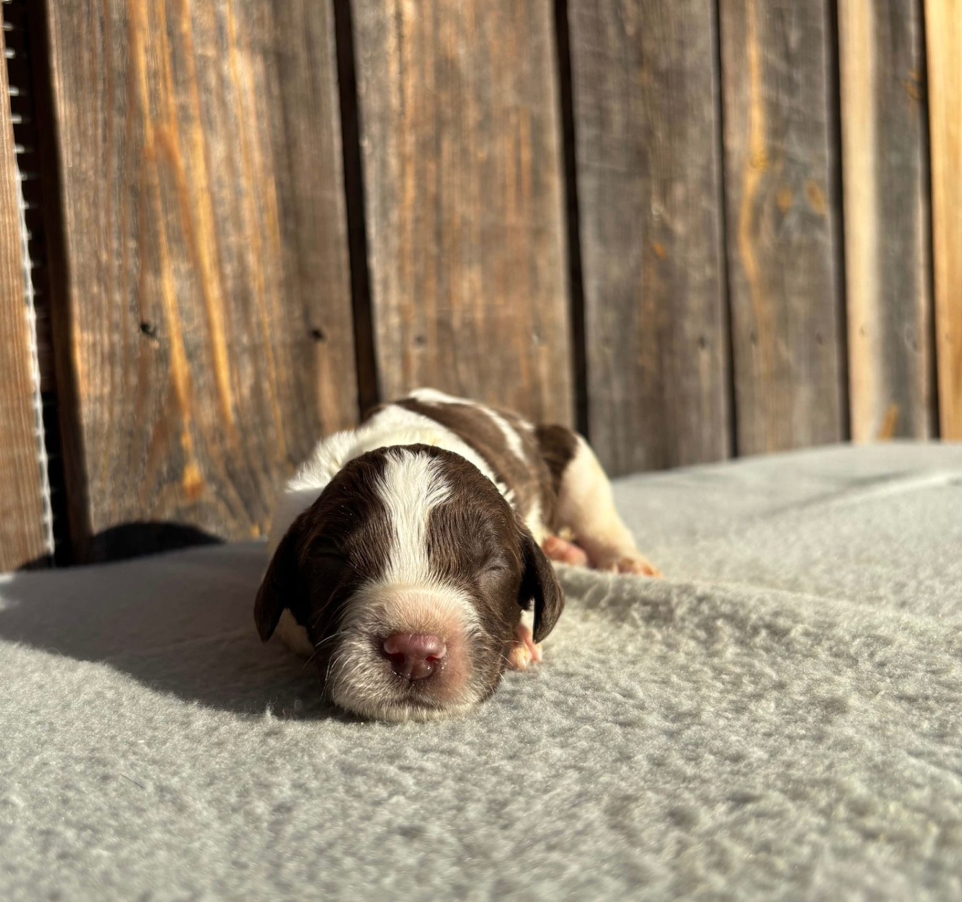 du chemin des cavaliers - Chiots disponibles - English Springer Spaniel