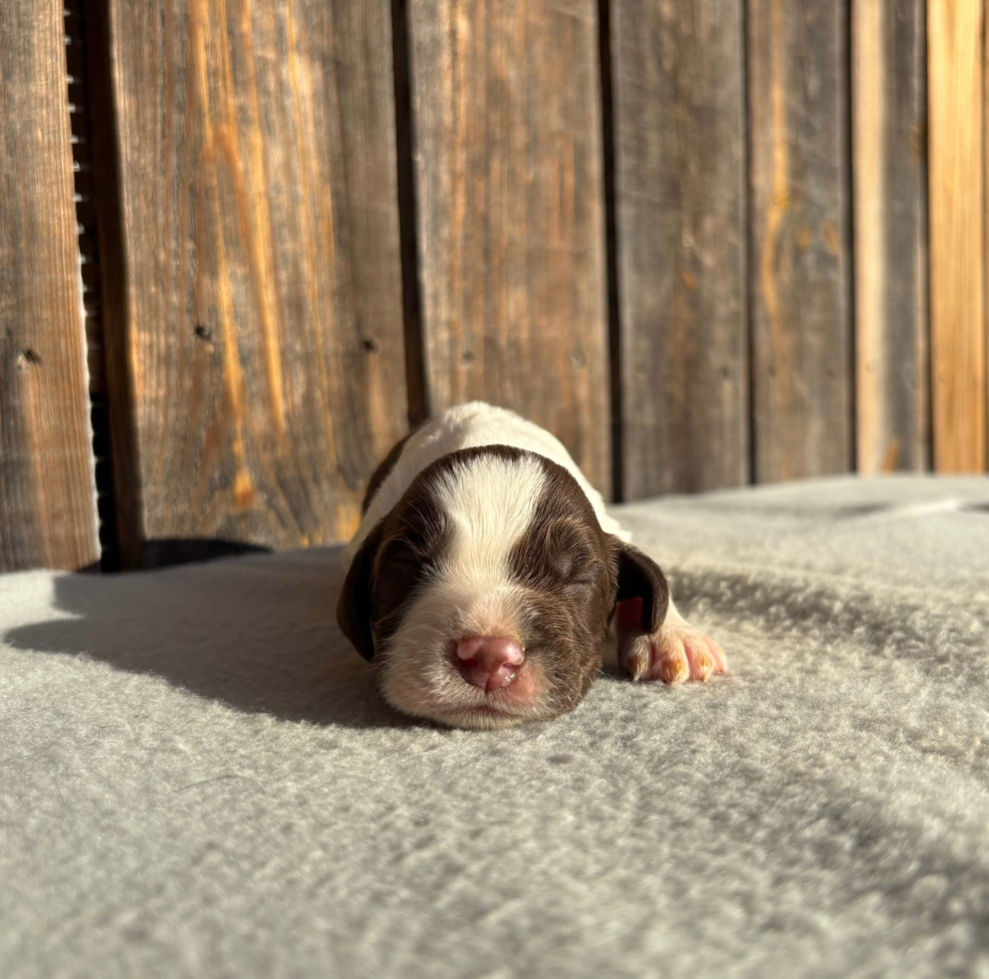 du chemin des cavaliers - Chiots disponibles - English Springer Spaniel