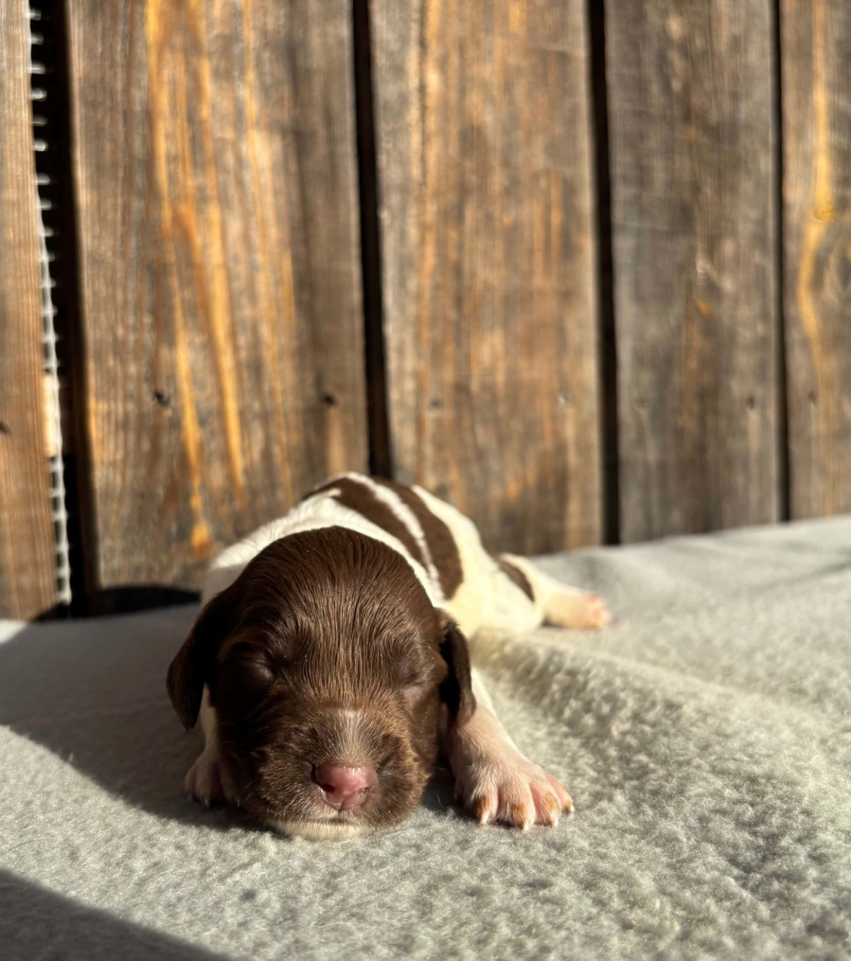du chemin des cavaliers - Chiots disponibles - English Springer Spaniel