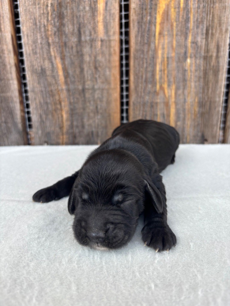 du chemin des cavaliers - Chiots disponibles - Cocker Spaniel Anglais