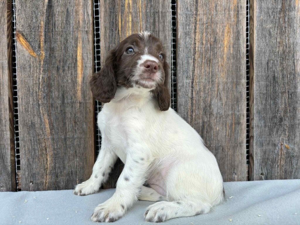 du chemin des cavaliers - Chiots disponibles - English Springer Spaniel