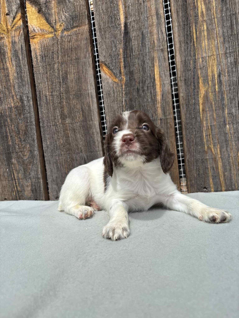 du chemin des cavaliers - Chiots disponibles - English Springer Spaniel