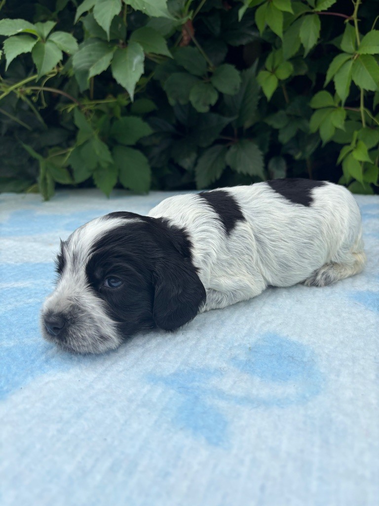 du chemin des cavaliers - Chiots disponibles - Cocker Spaniel Anglais