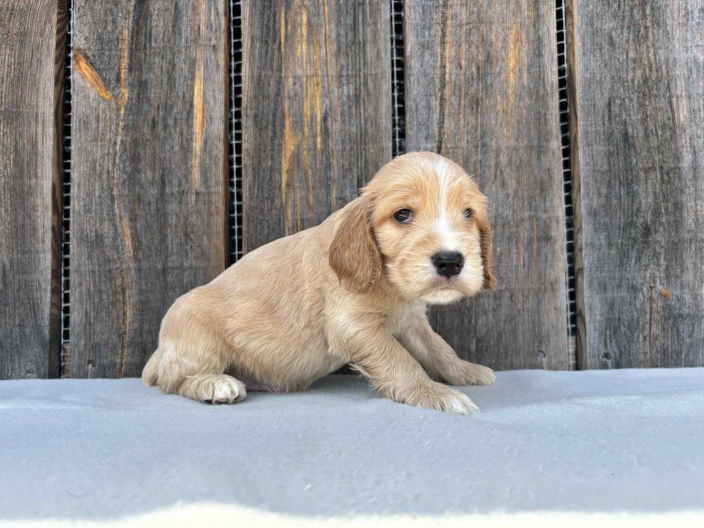 du chemin des cavaliers - Chiots disponibles - Cocker Spaniel Anglais