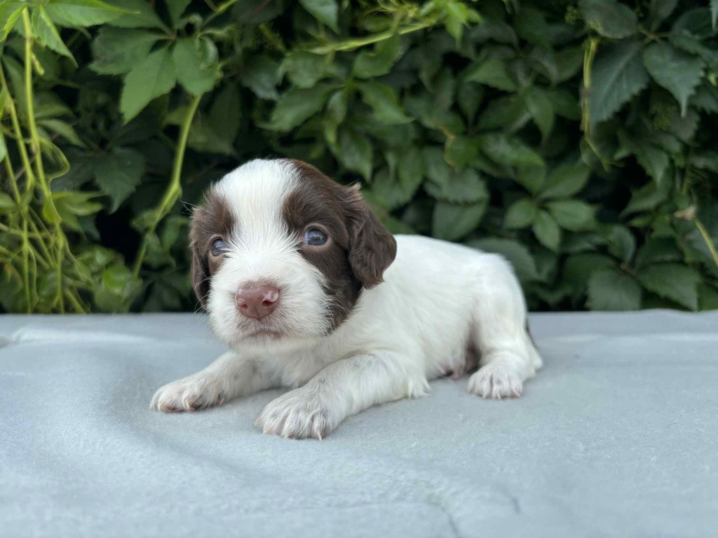 du chemin des cavaliers - Chiots disponibles - English Springer Spaniel