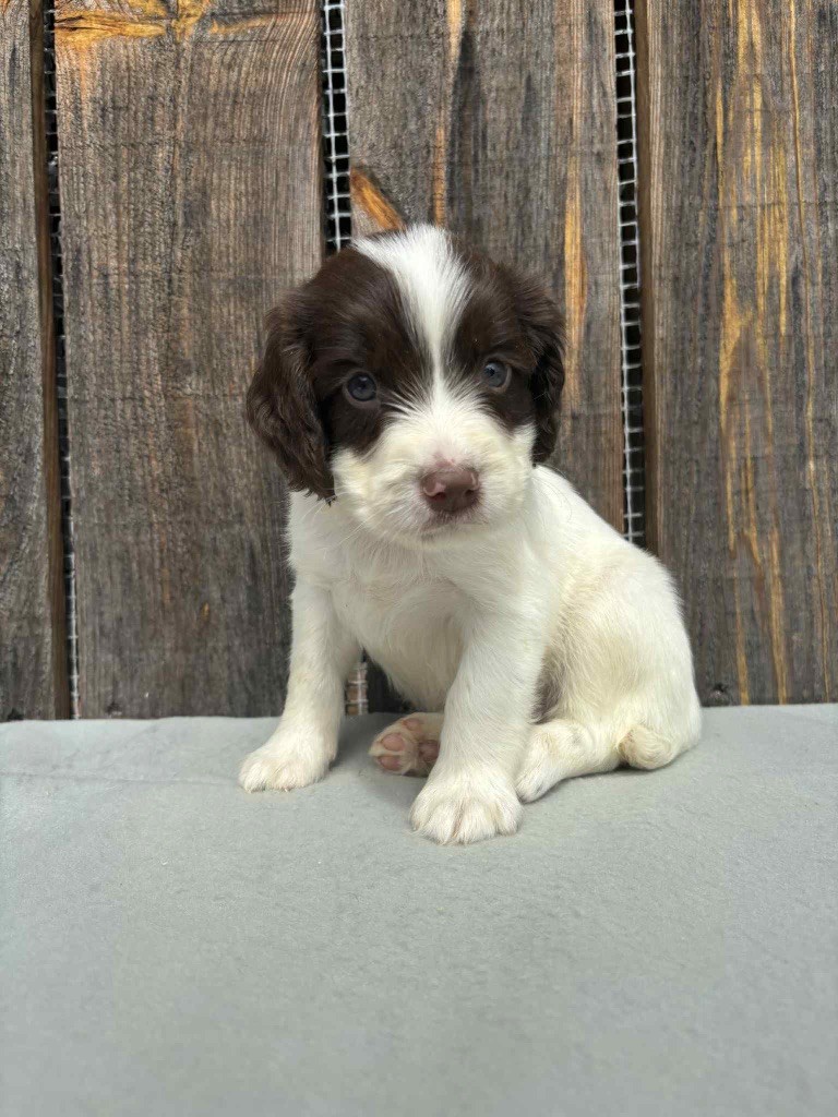 du chemin des cavaliers - Chiots disponibles - English Springer Spaniel