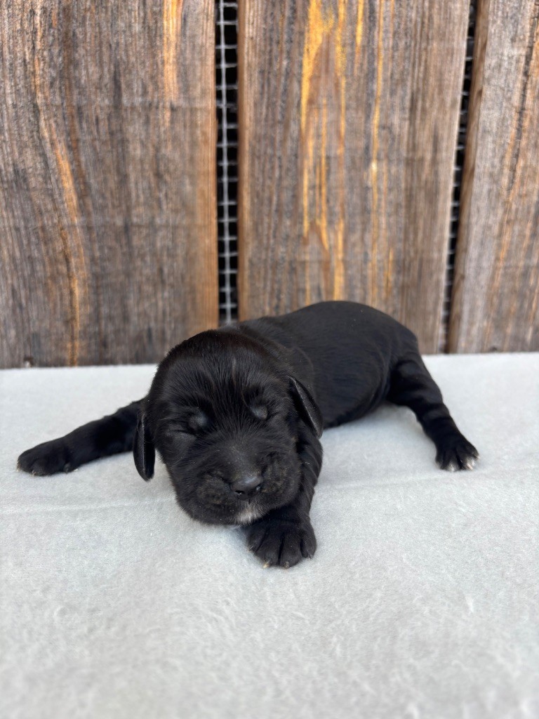 du chemin des cavaliers - Chiots disponibles - Cocker Spaniel Anglais