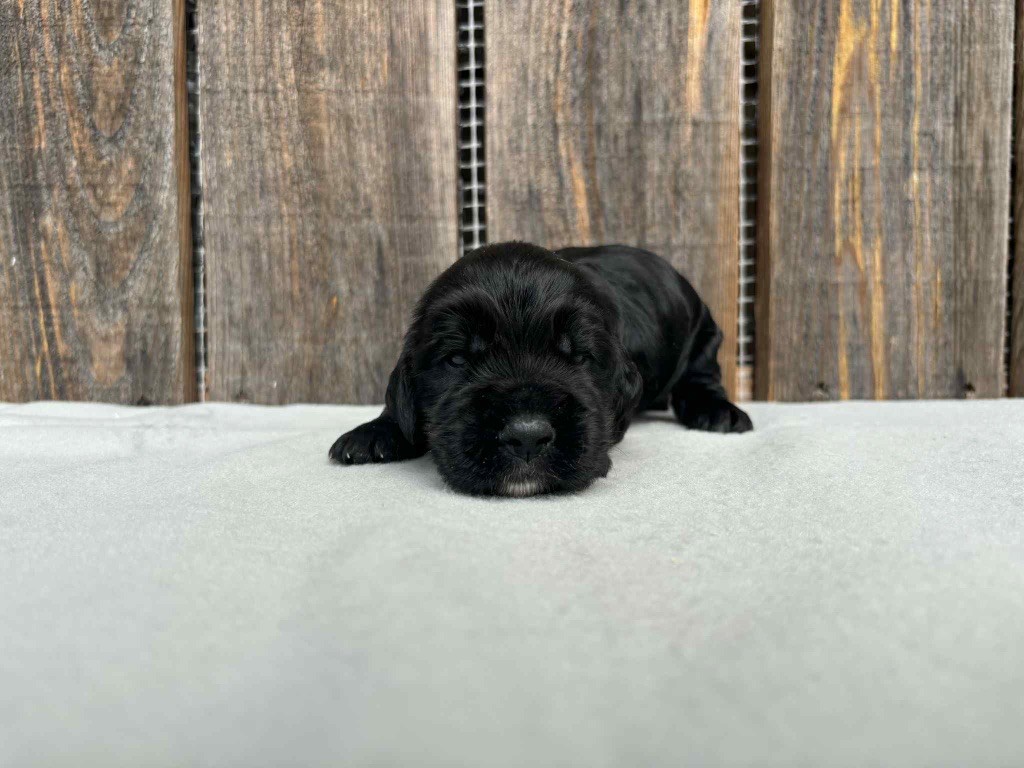 du chemin des cavaliers - Chiots disponibles - Cocker Spaniel Anglais