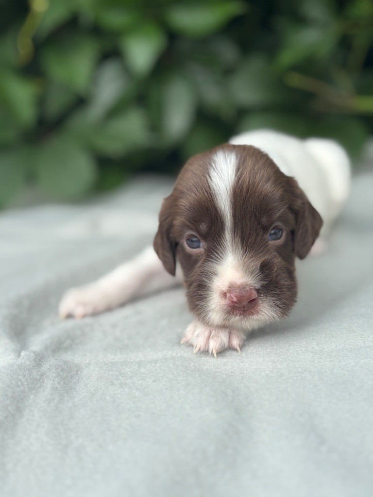 du chemin des cavaliers - Chiots disponibles - English Springer Spaniel