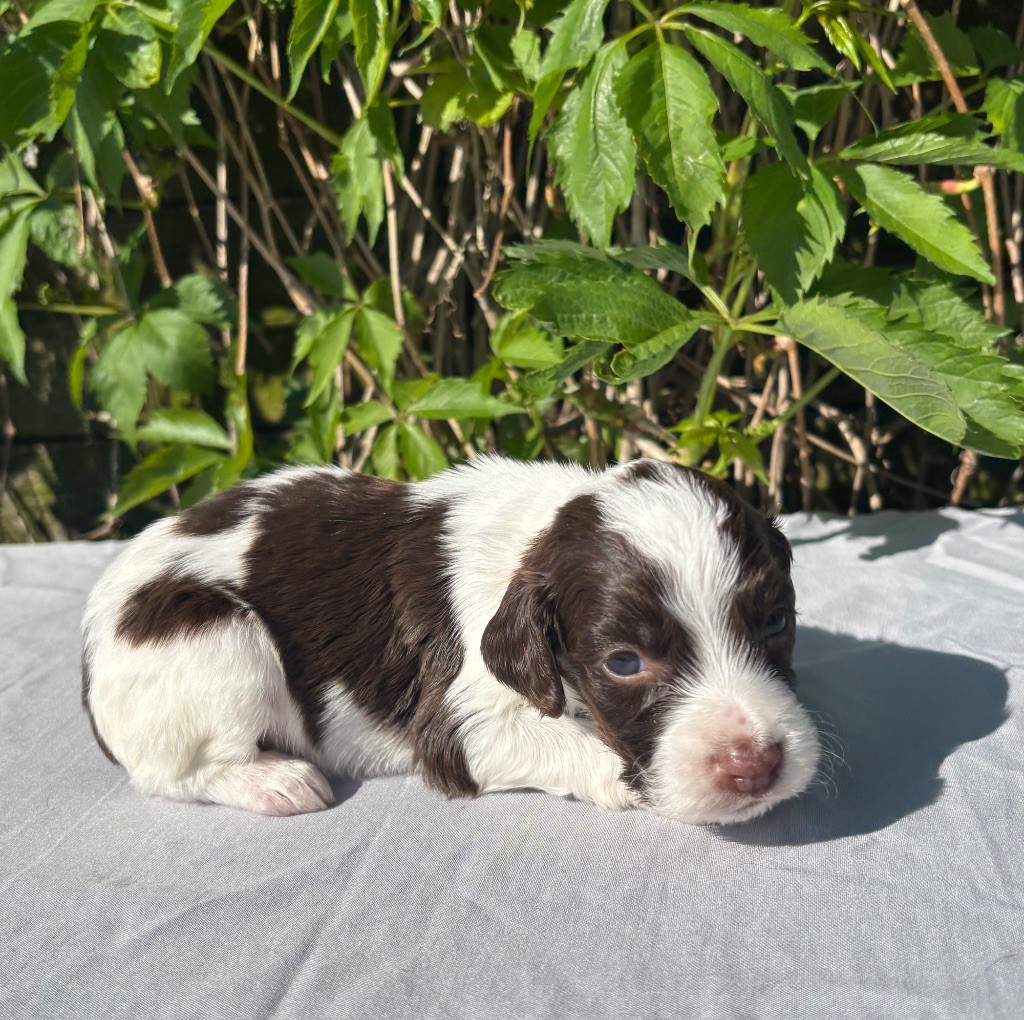 du chemin des cavaliers - Chiots disponibles - English Springer Spaniel