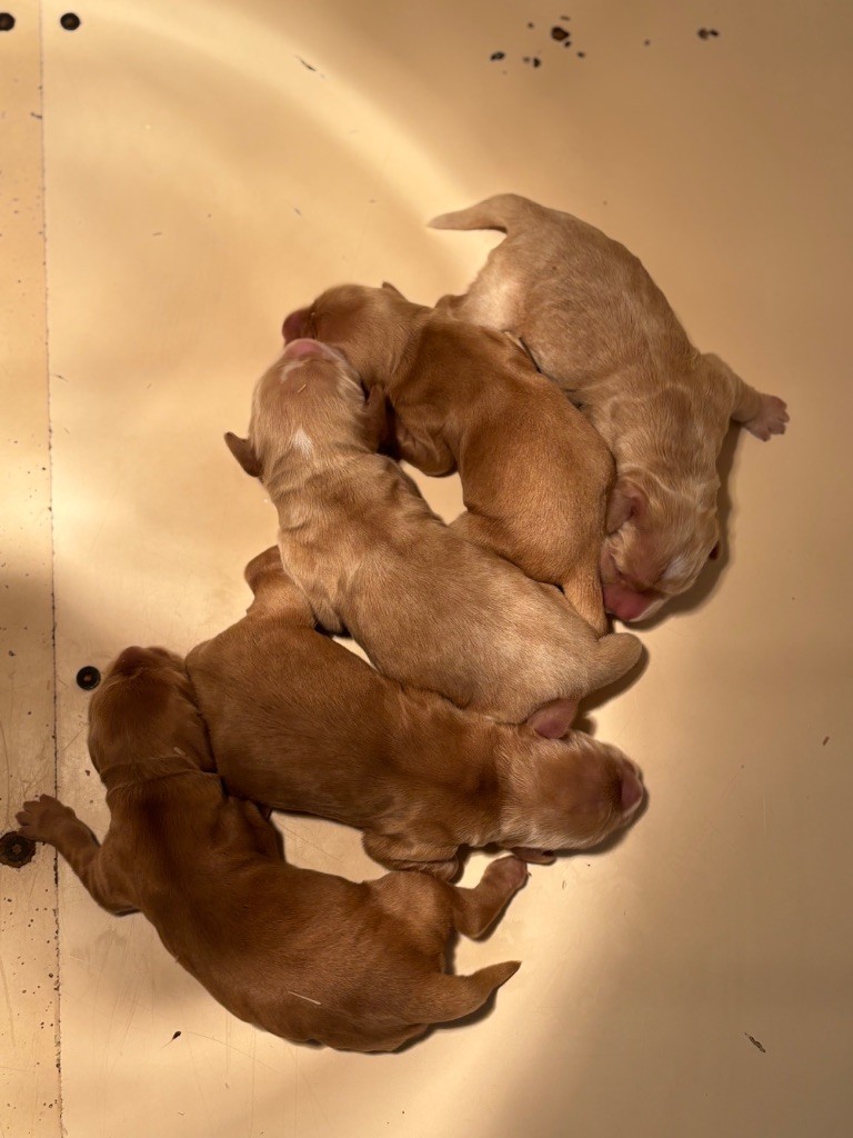 du chemin des cavaliers - Chiots disponibles - Cocker Spaniel Anglais