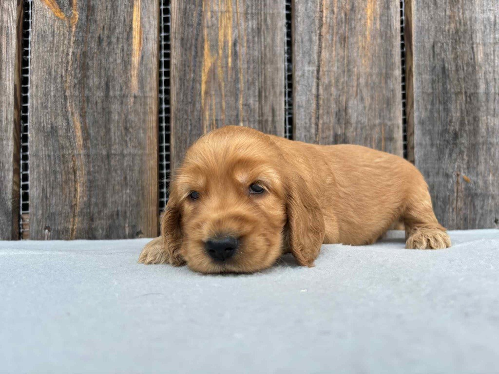 du chemin des cavaliers - Chiots disponibles - Cocker Spaniel Anglais
