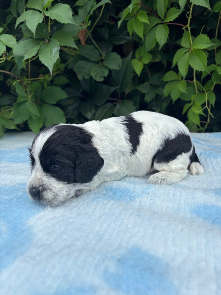 du chemin des cavaliers - Chiots disponibles - Cocker Spaniel Anglais