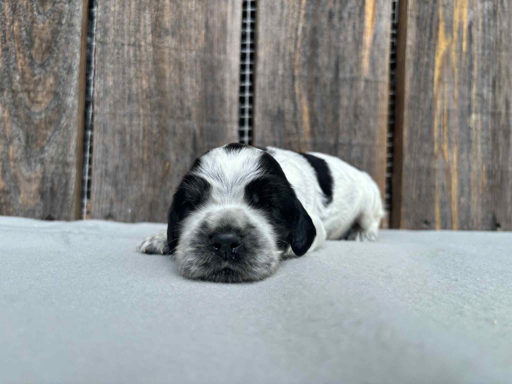 du chemin des cavaliers - Chiots disponibles - Cocker Spaniel Anglais