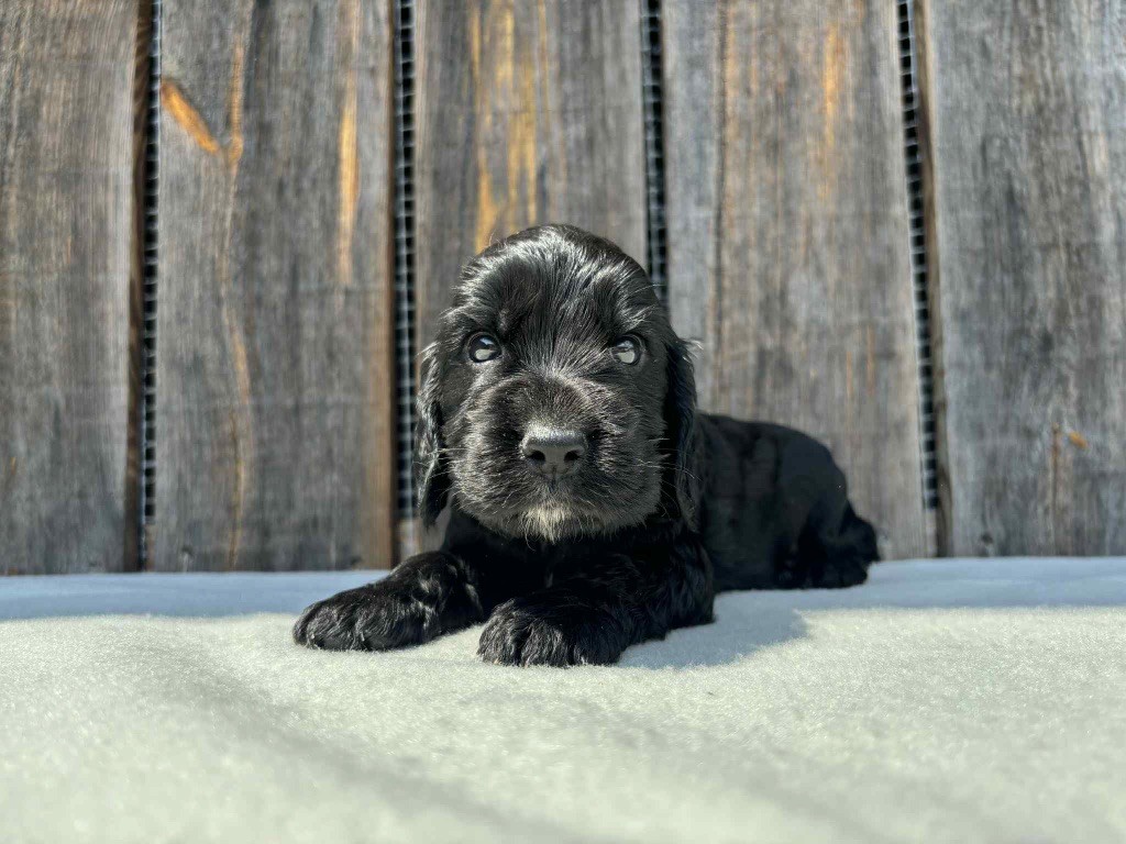 du chemin des cavaliers - Chiots disponibles - Cocker Spaniel Anglais
