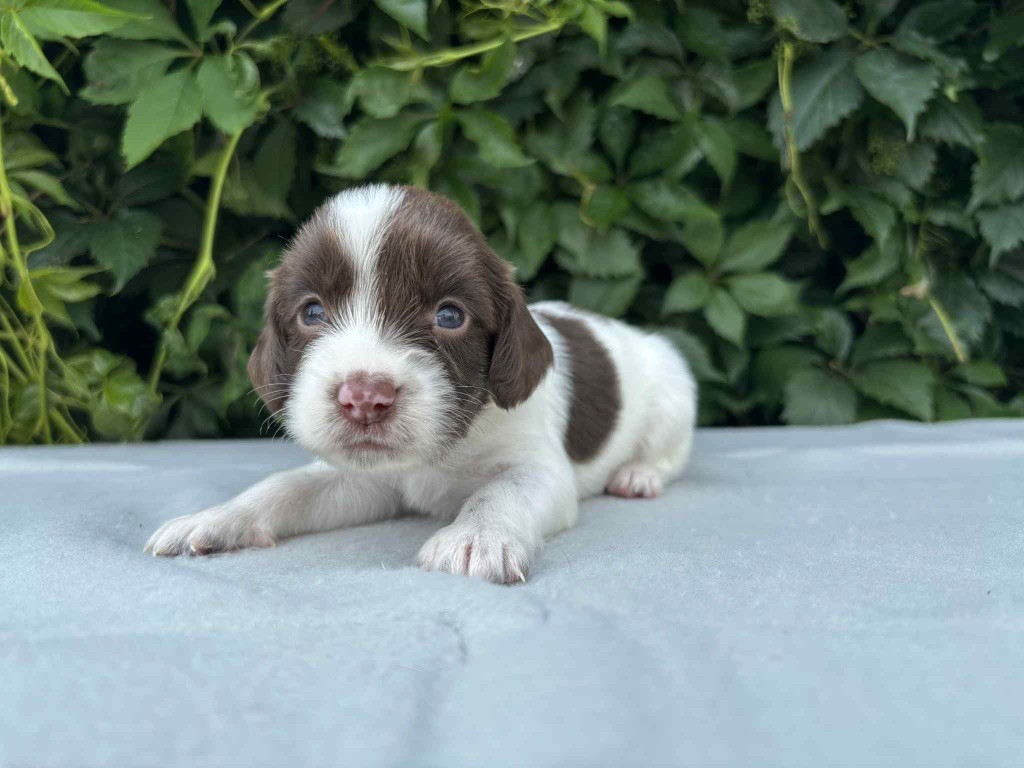 du chemin des cavaliers - Chiots disponibles - English Springer Spaniel