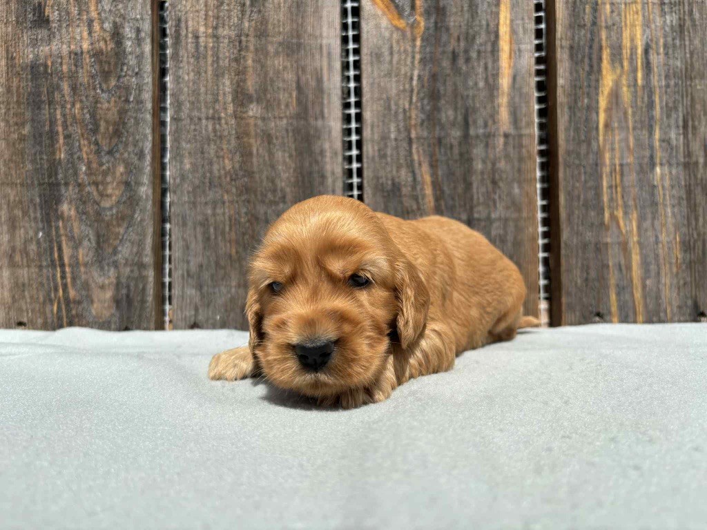 du chemin des cavaliers - Chiots disponibles - Cocker Spaniel Anglais