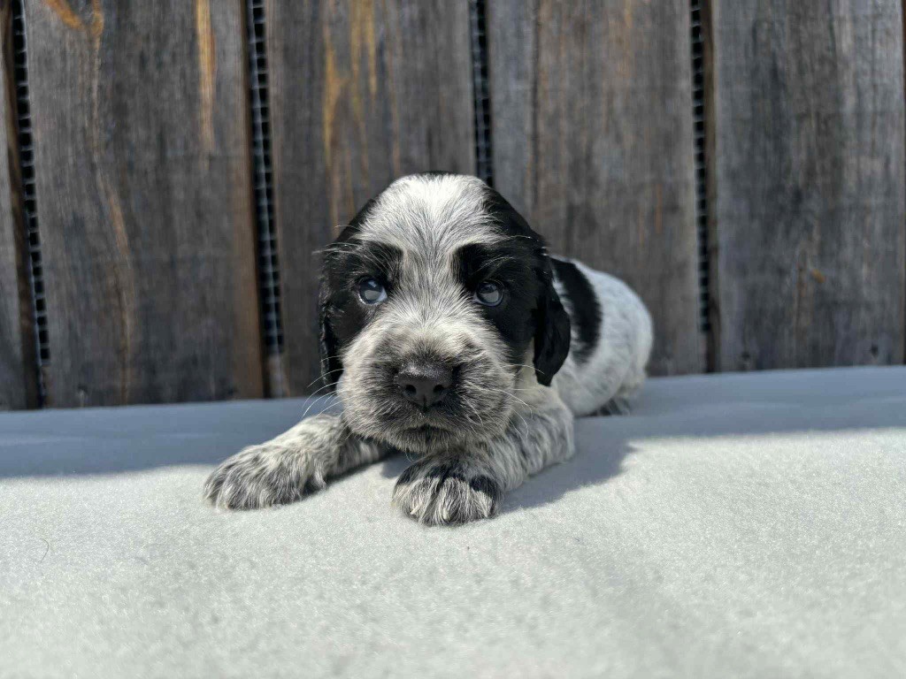 du chemin des cavaliers - Chiots disponibles - Cocker Spaniel Anglais
