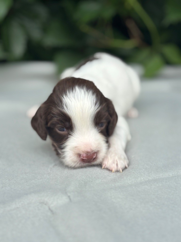 du chemin des cavaliers - Chiots disponibles - English Springer Spaniel