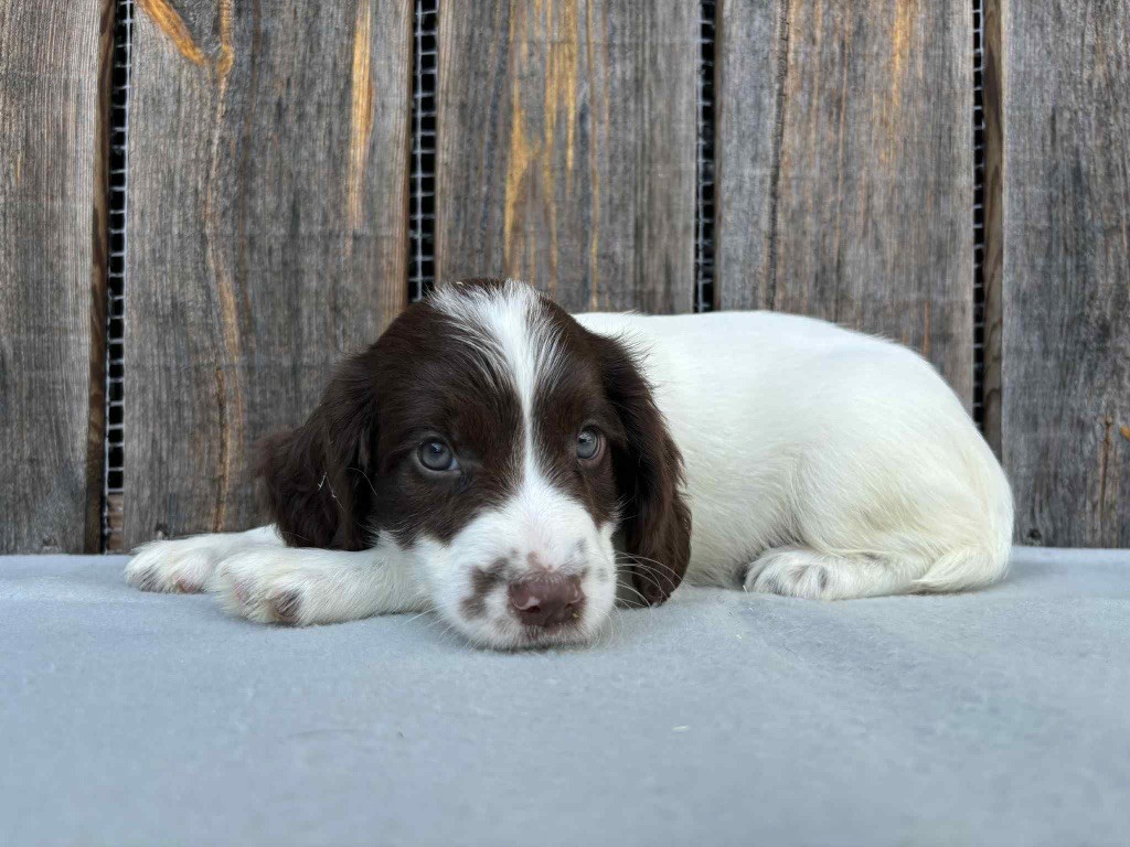 du chemin des cavaliers - Chiots disponibles - English Springer Spaniel