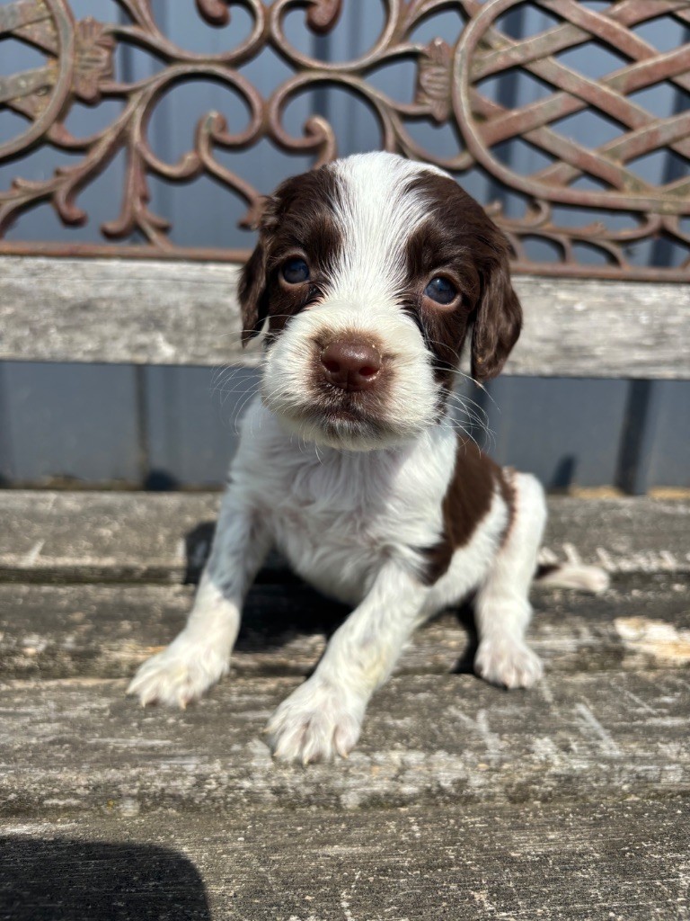 du chemin des cavaliers - Chiots disponibles - English Springer Spaniel