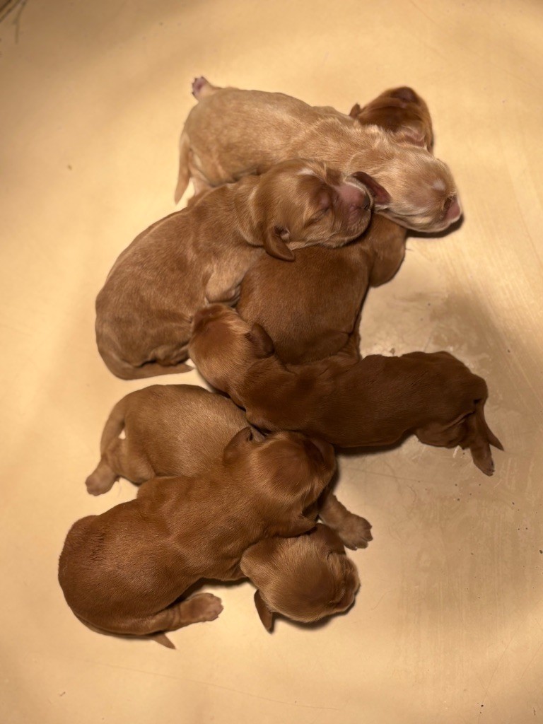 du chemin des cavaliers - Chiots disponibles - Cocker Spaniel Anglais