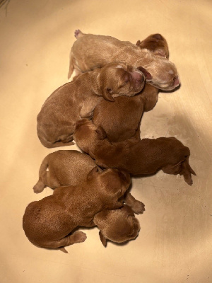 CHIOT 5