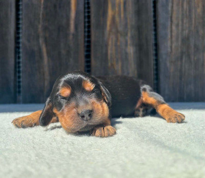 CHIOT 3