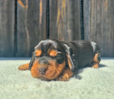 CHIOT 1