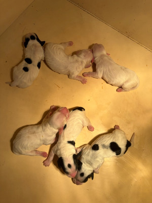 Chiot N°6