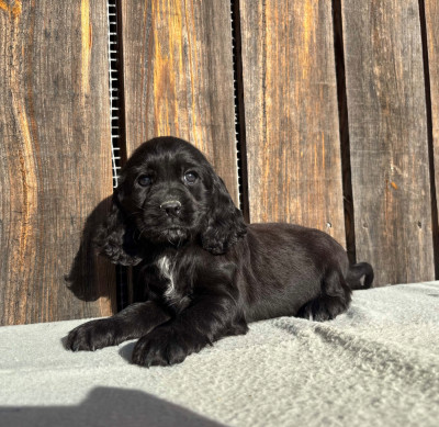 Chiot N°7