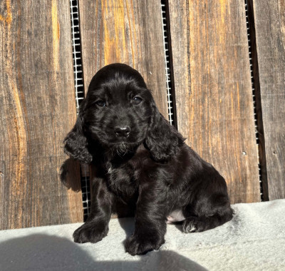 Balou