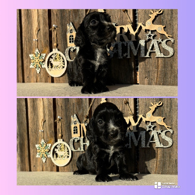 Uma-Luna
