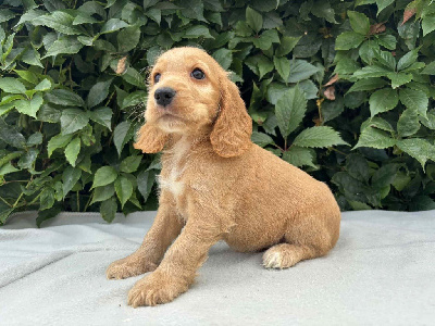 Alvin