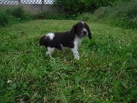 Owen