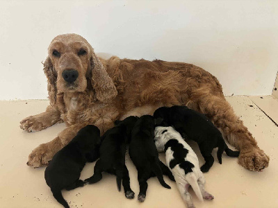 CHIOT 5