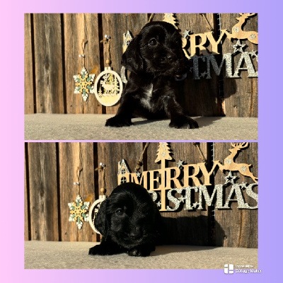 Uno-upsie