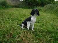 Olia 