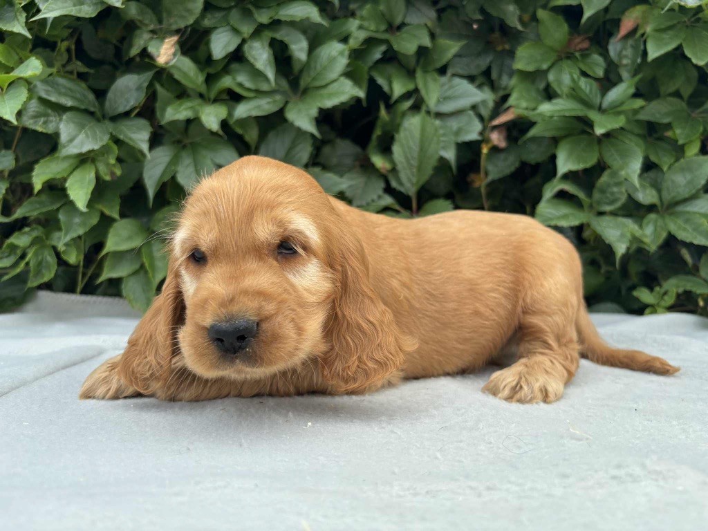 du chemin des cavaliers - Chiots disponibles - Cocker Spaniel Anglais