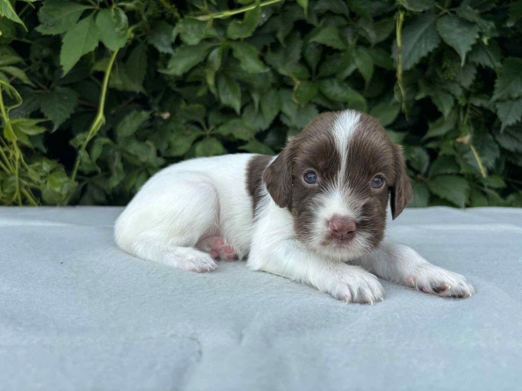 du chemin des cavaliers - Chiots disponibles - English Springer Spaniel
