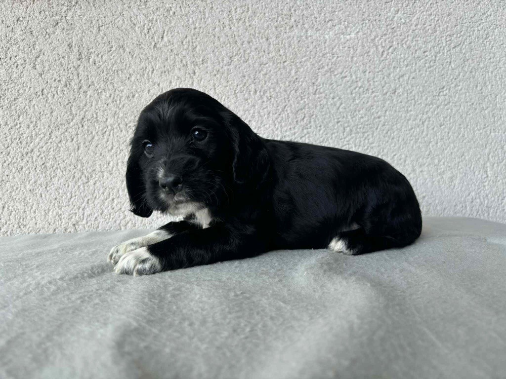 du chemin des cavaliers - Cocker Spaniel Anglais - Portée née le 28/07/2025