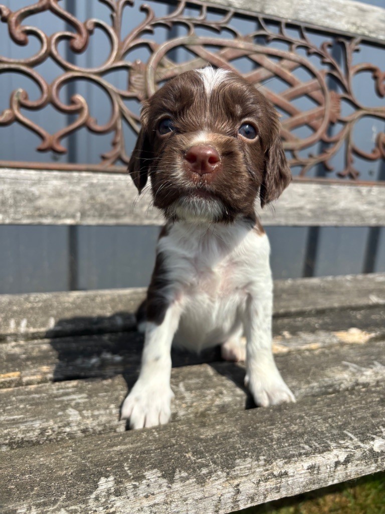du chemin des cavaliers - Chiots disponibles - English Springer Spaniel