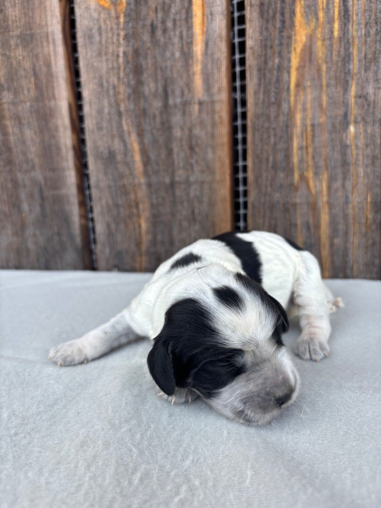 du chemin des cavaliers - Chiots disponibles - Cocker Spaniel Anglais