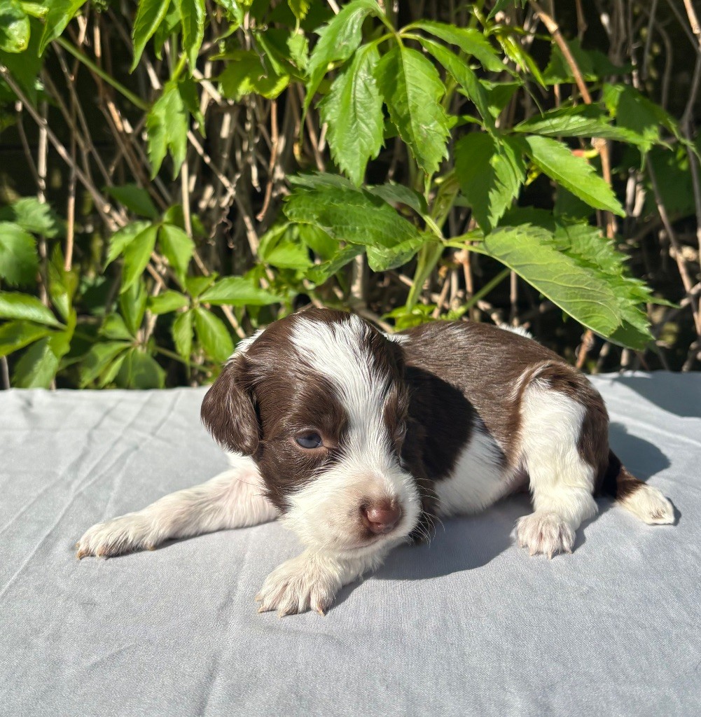 du chemin des cavaliers - Chiots disponibles - English Springer Spaniel