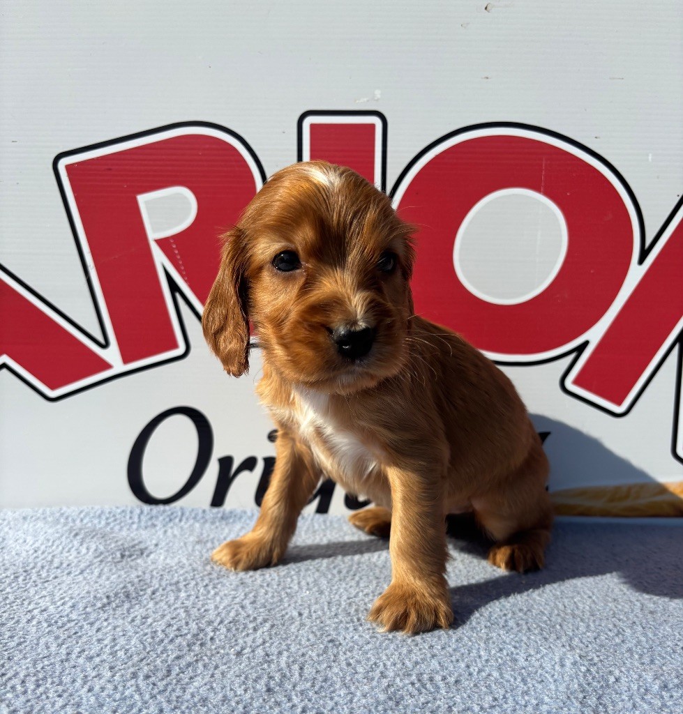 du chemin des cavaliers - Chiots disponibles - Cocker Spaniel Anglais