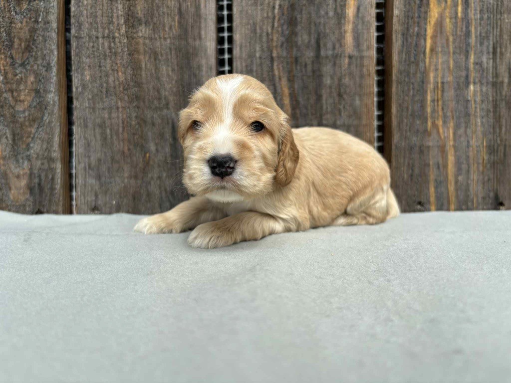 du chemin des cavaliers - Chiots disponibles - Cocker Spaniel Anglais